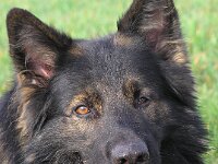 Rookie von den Wolfsgruben
